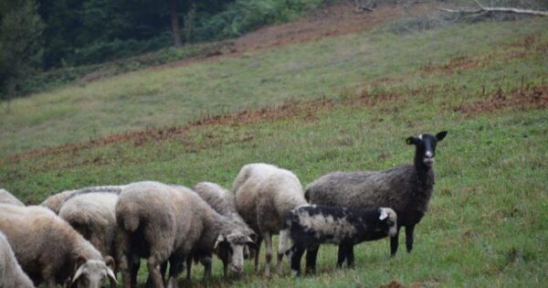 Uspješna priča: Korisniku podmjere 6.3. odobrena potpora preko 113 tisuća kuna