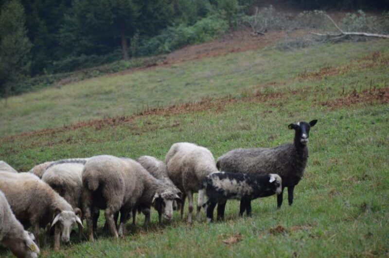 mjera 6, PRR 2014-2020, ruralni razvoj, podmjera 6.3,