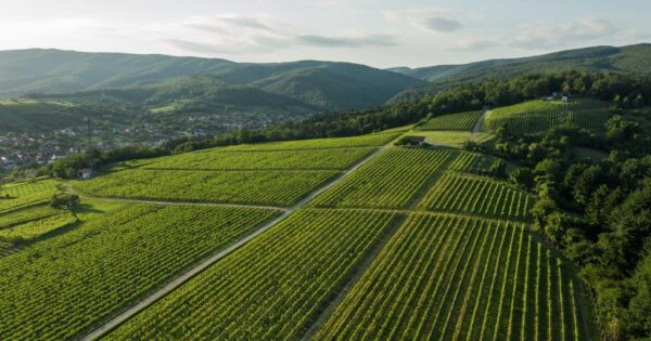 Kutjevo d.d. – kvaliteta zajamčena tradicijom i ulaganjima iz Programa ruralnog razvoja
