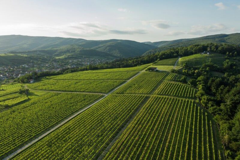 Kutjevo d.d. - kvaliteta zajamčena tradicijom i ulaganjima iz Programa ruralnog razvoja