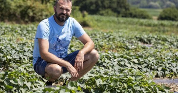 Sredstva iz Programa ruralnog razvoja uložio u proizvodnju batata – „Cilj mi je bio zaokružiti proizvodnju batata, bez otpada, to sam i ostvario“