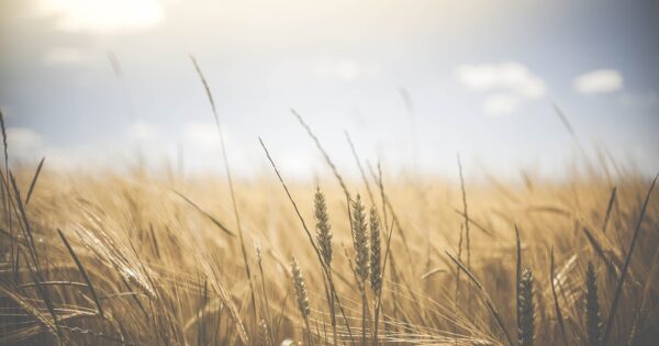 U 2021. godini za korisnike Programa ruralnog razvoja osigurano više od 2,4 milijarde kuna bespovratnih sredstava