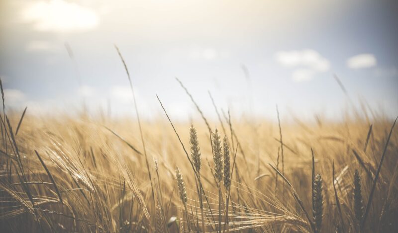 U 2021. godini za korisnike Programa ruralnog razvoja osigurano više od 2,4 milijarde kuna bespovratnih sredstava