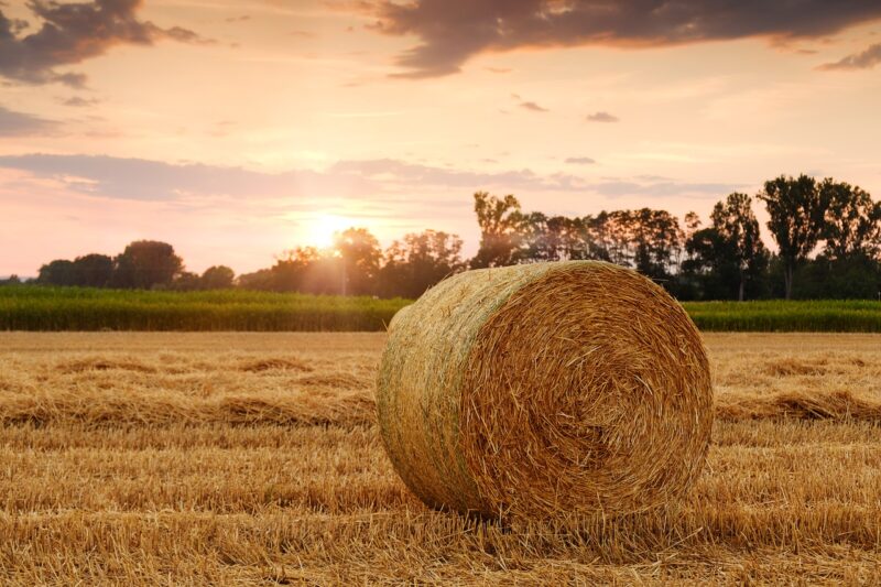 Pravilnik o provedbi izravne potpore poljoprivredi i IAKS mjera ruralnog razvoja za 2023. godinu
