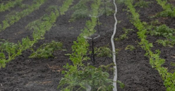 Sustavi javnog navodnjavanja predstavljaju važan aspekt za budućnost hrvatske poljoprivrede i sigurnost naše hrane