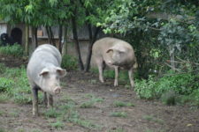 Započelo izdavanje konačnih odluka za svinjogojstvo i peradarstvo u vrijednosti potpore od gotovo 80 milijuna kuna