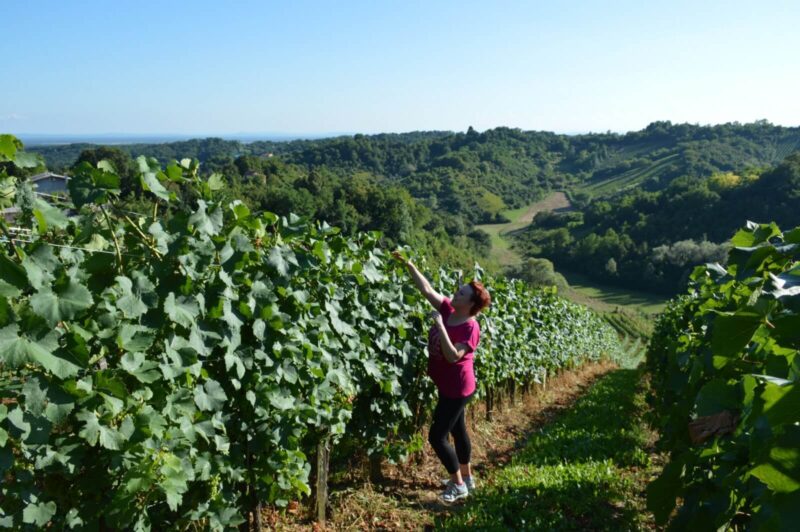 PRR 2014-2020, podmjera 6.3.,vinarstvo, vinograd