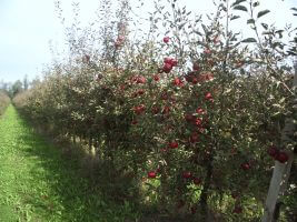 voćnjak-ruralni razvoj-m06