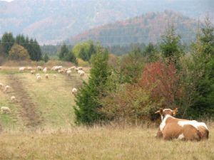 11. prosinca - Međunarodni dan planina