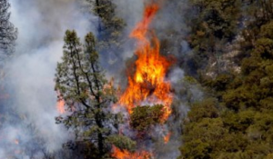 U Dalmaciji veliki interes za obnovu poljoprivrednog zemljišta stradalog u požarima EU sredstvima