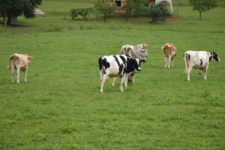 Obavijest korisnicima Podmjere 4.1.- Operacija 4.1.2.