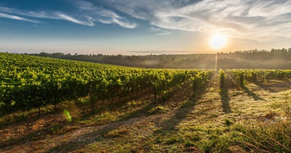 U dvije godine rast površina pod vinovom lozom od 7 posto
