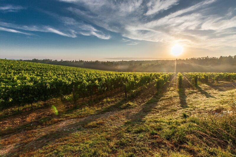 U dvije godine rast površina pod vinovom lozom od 7 posto