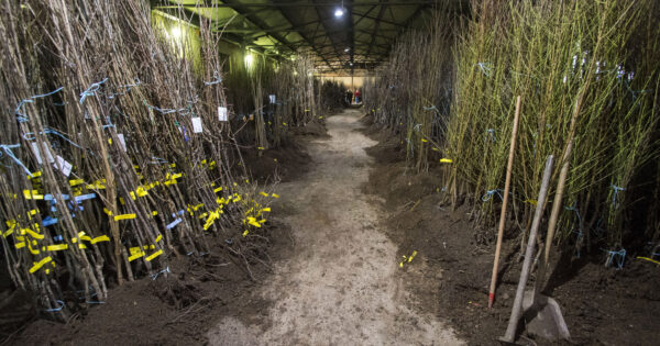 Do 1. travnja produžen rok za podnošenje zahtjeva za operaciju 4.1.1. Restrukturiranje, modernizacija i povećanje konkurentnosti poljoprivrednih gospodarstava – ulaganja u sjemensku i rasadničarsku proizvodnju